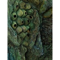 <a href=https://www.galeriegosserez.com/gosserez/artistes/l-c-lab.html> L&C Lab</a> - Biomater - Oval Green Shape